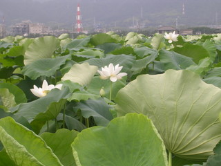 第二回 岩国れんこんの豆知識 今が見頃です この写真は先日山口県岩国市にある開花真っ只中のハス畑に行き撮影したものです 全国各地のハス 畑では今が開花の盛りで背丈ほどもあるハスの葉の間からかわいい花が顔をのぞかせています 気づかれた